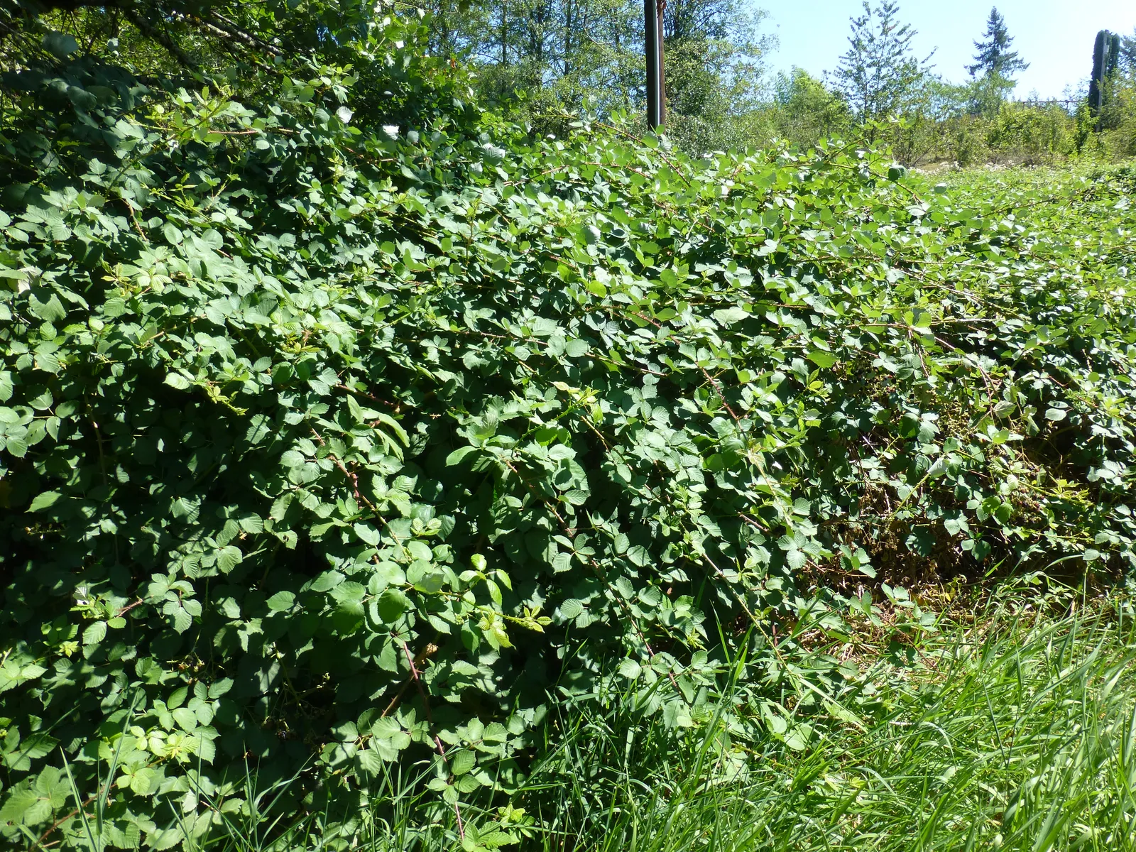 Dense Himalayan blackberry thicket climbing over the ground in front of a stand of conifers