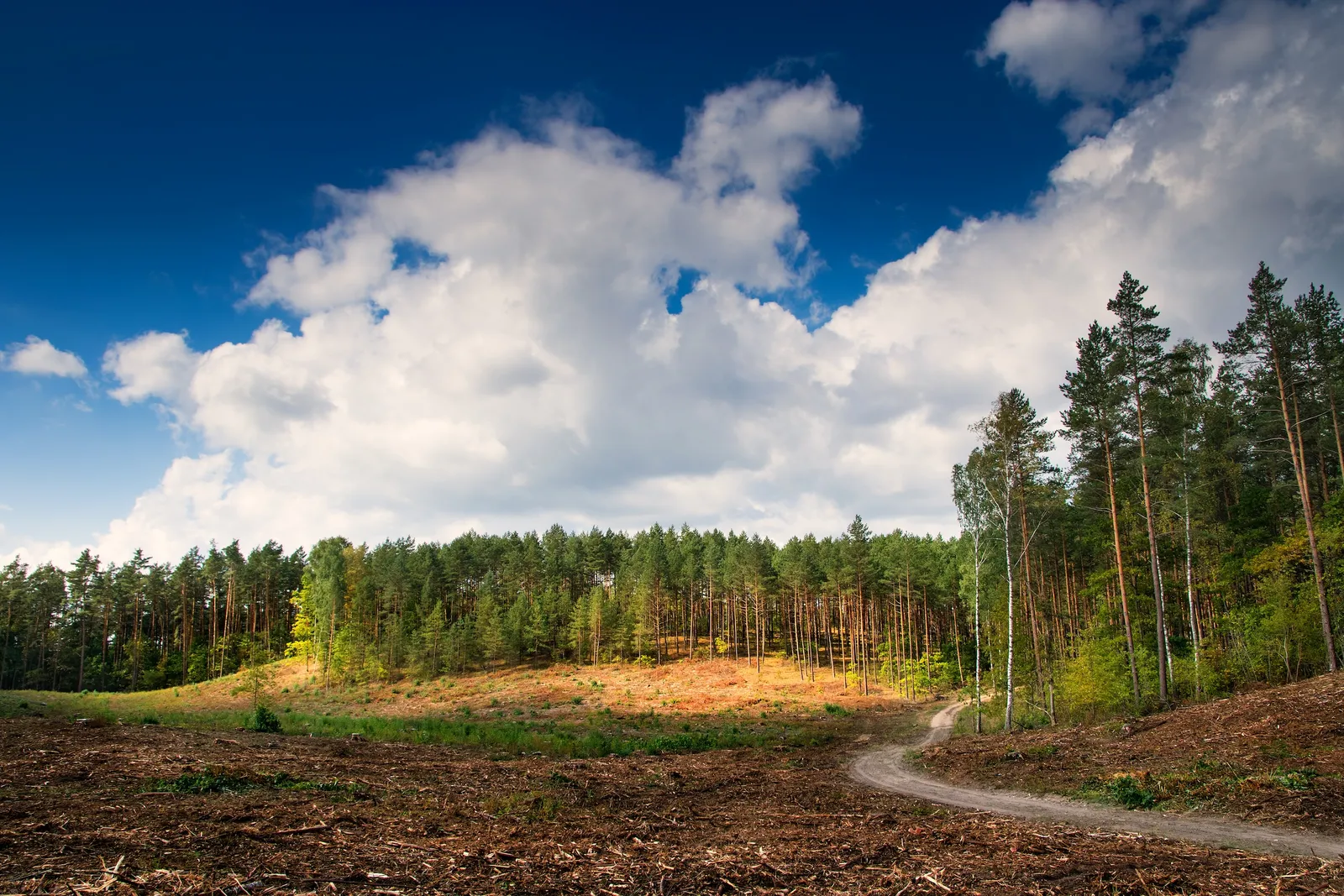 Open cleared ground with a dirt access track running into a standing green conifer forest