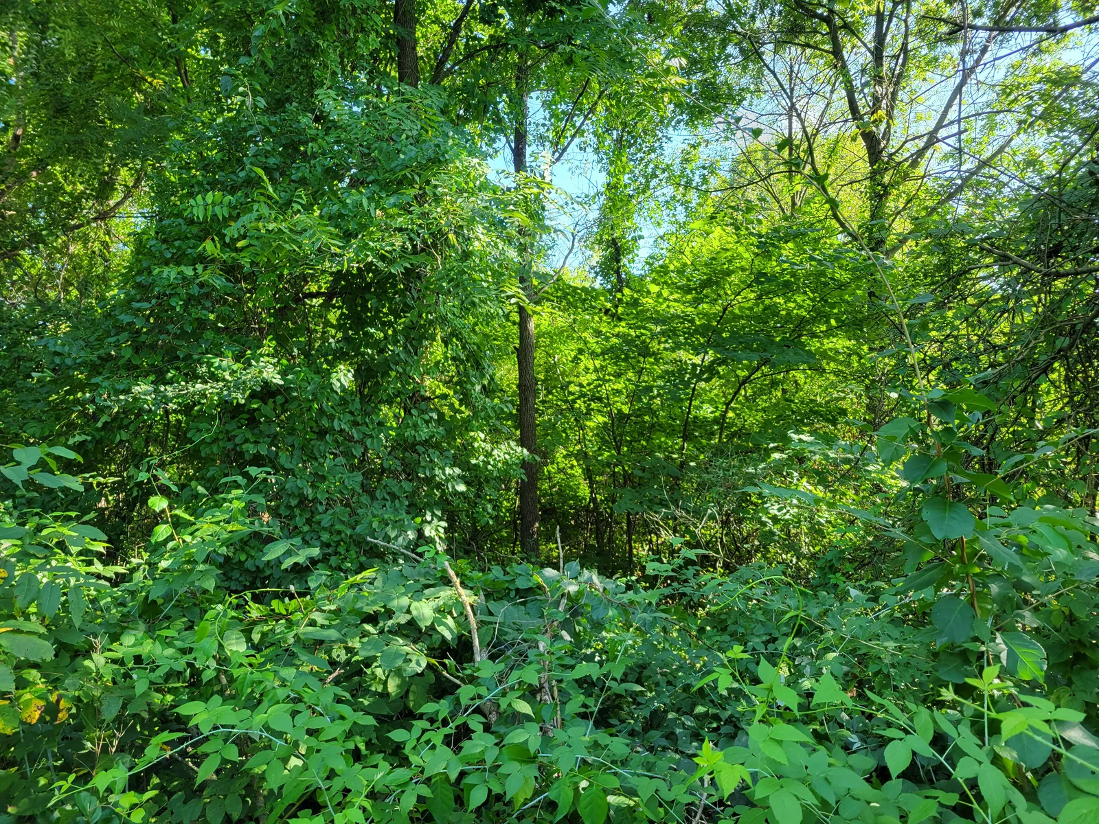 Heavy green brush and tangled undergrowth on an overgrown property before any clearing work