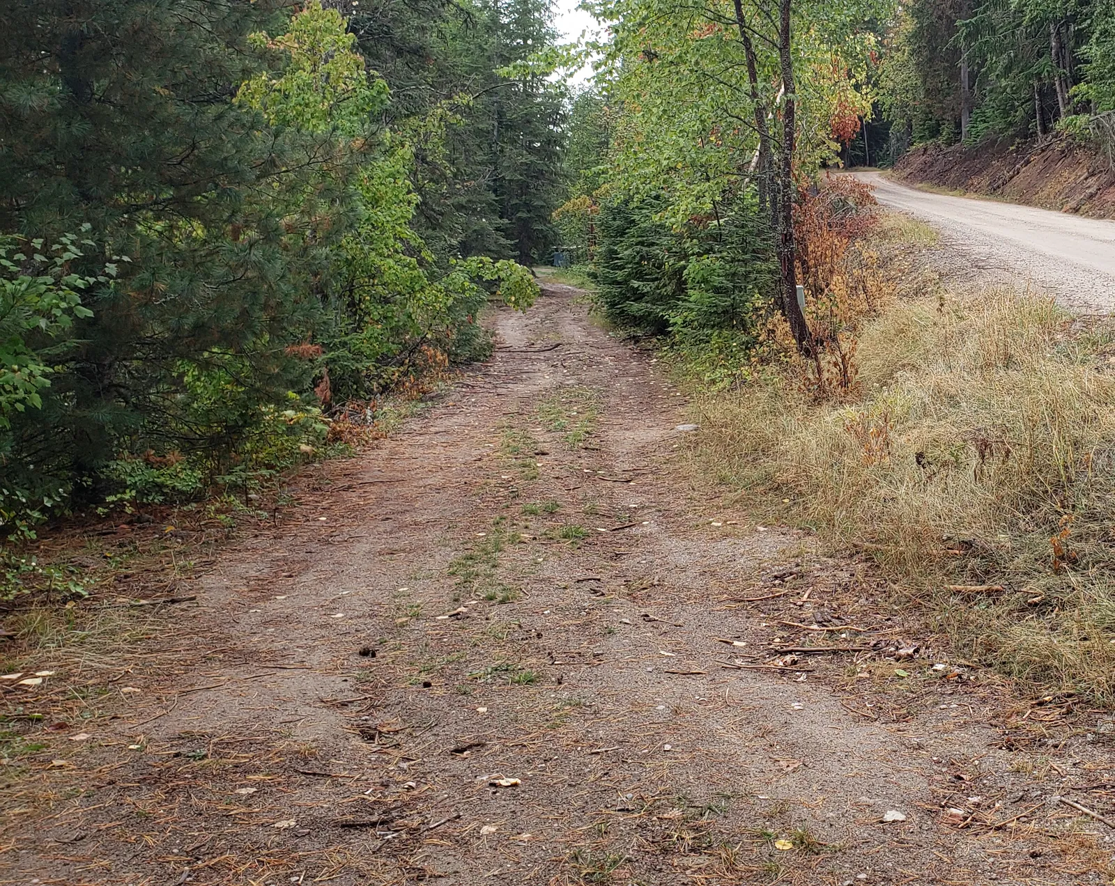 Narrow gravel lane running into a conifer forest with brush and young trees crowding in on both sides