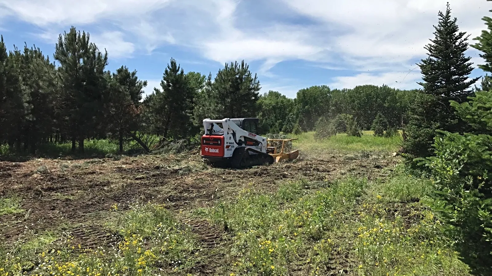 Skid steer with a forestry mulcher head clearing brush across an open field, with a green conifer treeline behind it